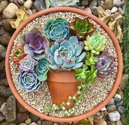 Succulent Planter Arrangements - Raysa Garden Plant