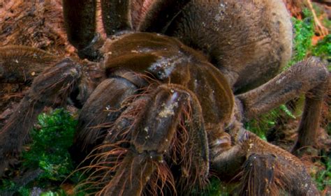 World's Biggest Spider: Goliath Birdeater Scientist 'Sent Death Threats' After Killing Monster ...