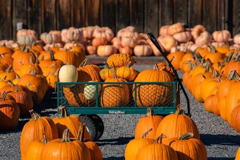 Fun Fall Farms & Pumpkin Patches Near NYC - Your Brooklyn Guide