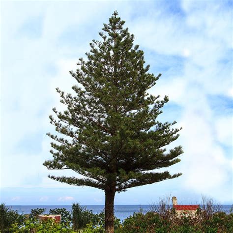 Norfolk Island Pine Trees for Sale | BrighterBlooms.com