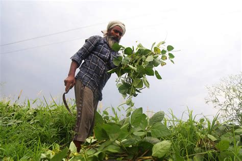 Why Punjab farmers who bet big on moong this summer reaped a harvest of discontent