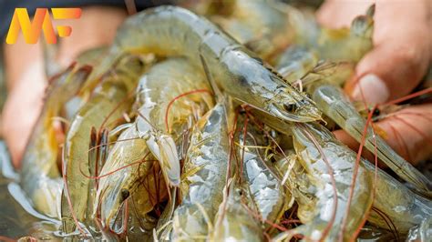 Modern Shrimp Farming In Aquaculture Technology | shrimp Harvesting And Packing | Modern Farm ...