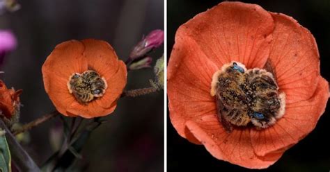 Wildlife photographer shot a truly magical picture - two bees sleeping in an embrace in the very ...