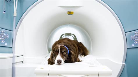 Canine brain MRIs show true affection for owners