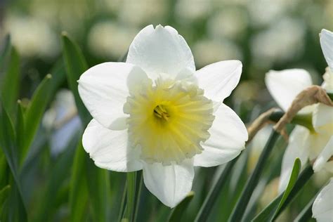 10 Types Of White Daffodils - A-Z Animals