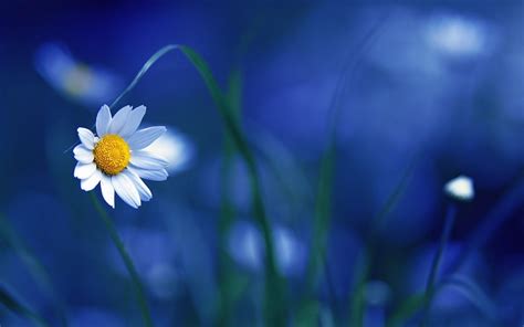 flowers, Macro, Nature, Blurred Wallpapers HD / Desktop and Mobile ...