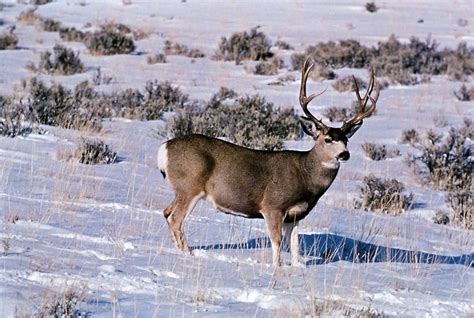 Montana Mule Deer Images | Beautiful buck that looks like he may be ...