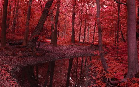 🔥 [62+] Red Leaves Wallpapers | WallpaperSafari