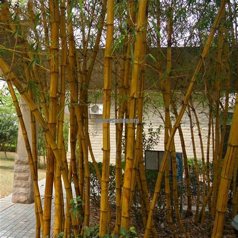 50pcs bag golden bamboo seeds sementes rare golden bamboo tree seeds ...