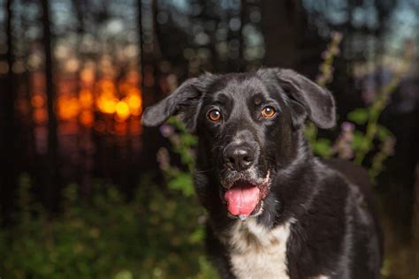 Top 10 border collie and black lab mix You Need To Know