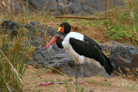 African Waterbirds - Nature & Wildlife Photography