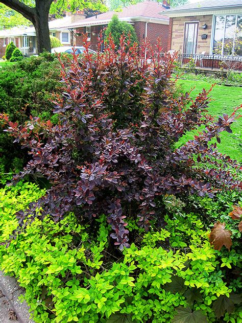 Red Leaf Japanese Barberry (Berberis thunbergii 'Atropurpurea') in Denver Centennial Littleton ...