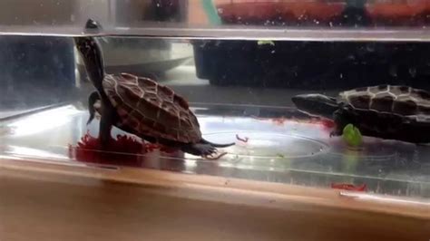 Reeves turtles feeding - YouTube