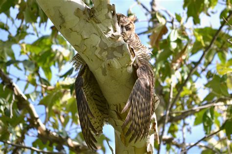 What’s a tree to a bird? | Tree Care for Birds