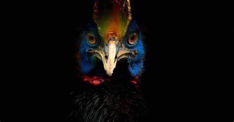 Cassowary Attacks: Are Cassowaries Dangerous to Humans?