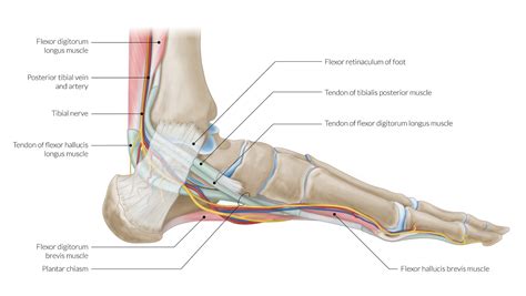 Tendons of the medial and lateral compartment of the ankle - SONOSIF ...