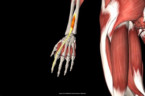 시지신근 - extensor indicis (검지 손가락 폄근) : 네이버 블로그