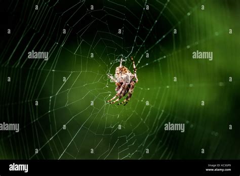 Angular spider hi-res stock photography and images - Alamy
