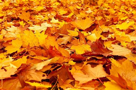 fall, leaves, cold, autumn, fall leaves, season, orange, fall leaves background, yellow, red ...