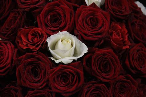 5K free download | Rose, bouquet, buds, HD wallpaper | Peakpx