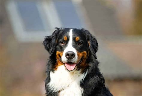 Bernese Mountain Dog Lifespan Why The Short Life Expectancy