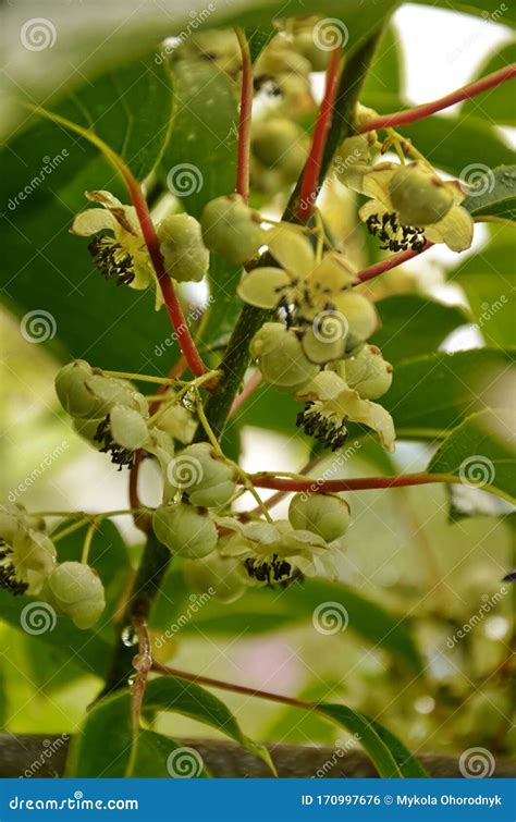 Kiwi Male Flower on Tree. Kiwifruit Actinidia Stock Photo - Image of ...