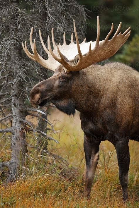 Bull Moose Download this high-resolution stock photo by Paul Tessier from Stocksy United. # ...