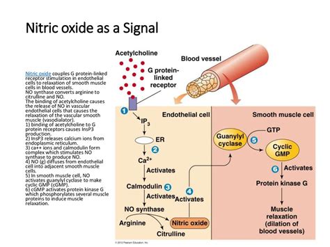 How nitric oxide causes vasodilation