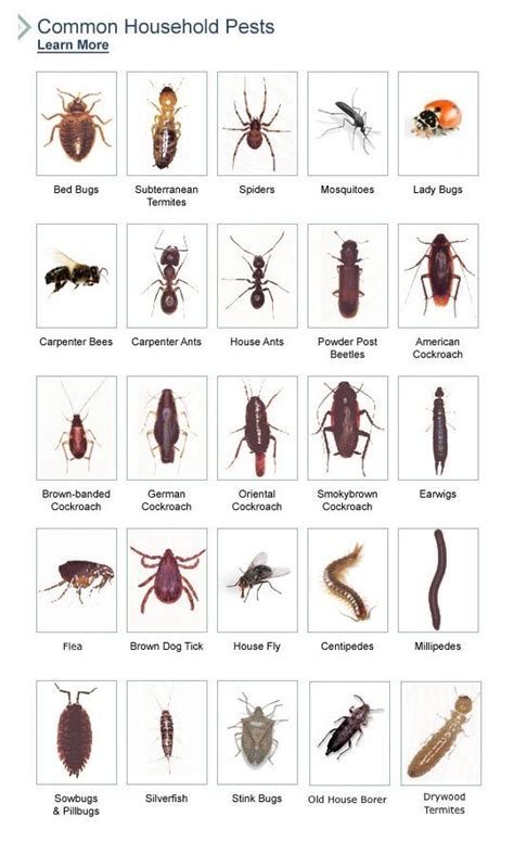 Pest Identification Chart