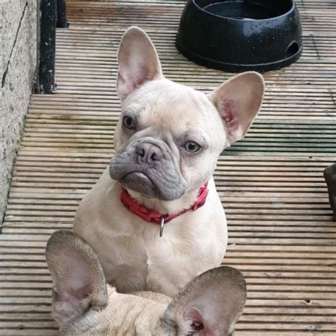 Best Fawn French Bulldog of the decade Don t miss out | bulldogz