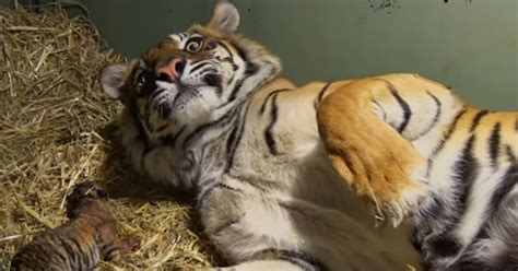 Tiger Gives Birth To Lifeless Cub, Then Caretakers Watch In Awe As ...