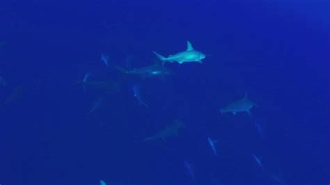 Yonaguni OKINAWA Hammerhead sharks - YouTube