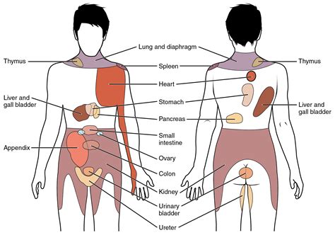 Fil:1506 Referred Pain Chart.jpg – Wikipedia