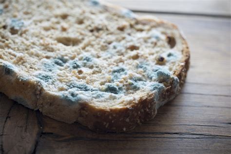 Here's why you should never eat the 'clean' part of moldy bread