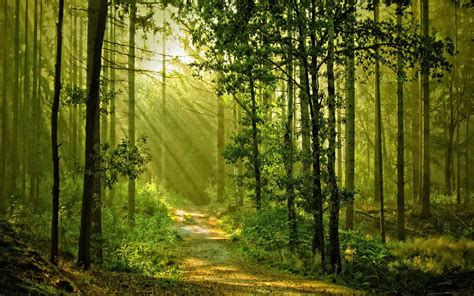 Download Tree Sunbeam Sunshine Green Forest Man Made Path HD Wallpaper