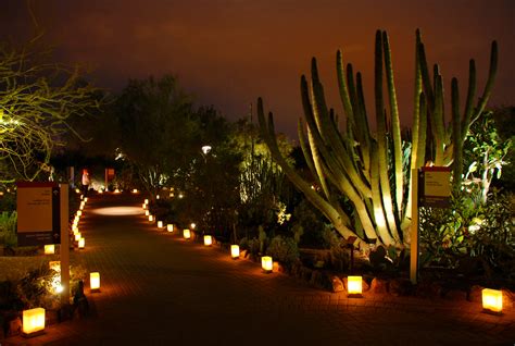 Arizona Botanical Gardens Luminaries | Fasci Garden