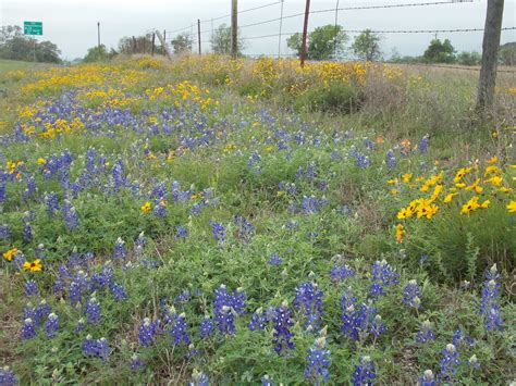 The Schramm Journey: Spring Wildflowers of Central Texas