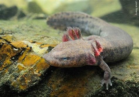 Necturus maculosus/Mudpuppy/Necture Tacheté | Amphibians, Animals, Backyard stream