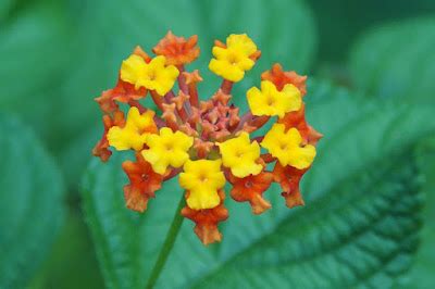 Poisonous Plant: Lantana camara