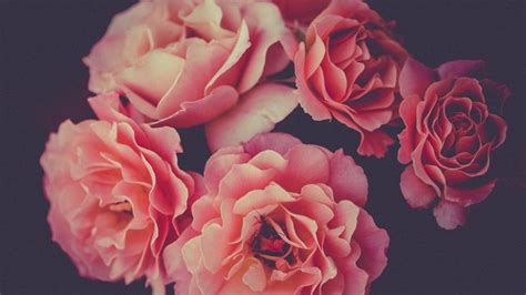 Roses [1920x1080] : wallpaper | Aesthetic roses, Pensive, Wallpaper