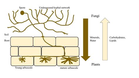 Arbuscular mycorrhizal fungi: tiny friends with big impact | Turfgrass Science