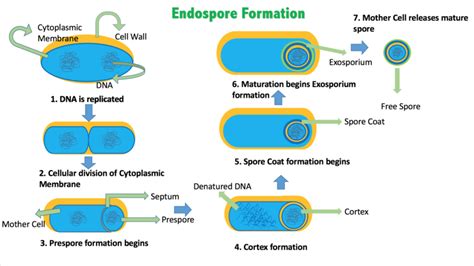 Why is Heat Used in Endospore Staining - Pediaa.Com