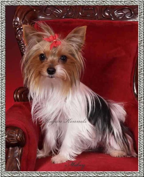 60 best Parti Yorkie images on Pinterest | Yorkie, Yorkies and ...