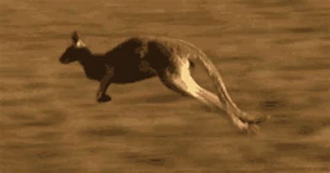 Kangaroo Animal GIF - Kangaroo Animal Running - Discover & Share GIFs