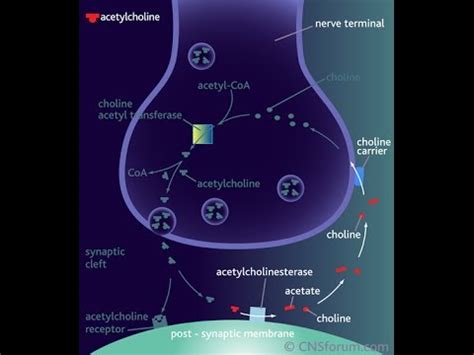 Intro to Neurotransmitters - Acetylcholine - YouTube