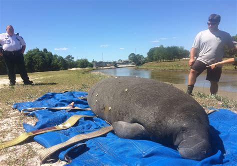 Manatee Rescued – WFLA