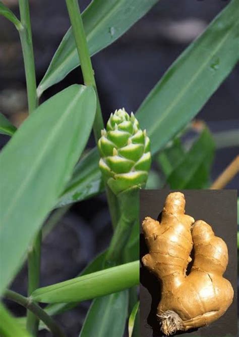 Edible Ginger Plants