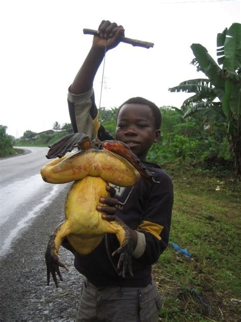 Happy Africans - Goliath frog (Conraua goliath) is the...