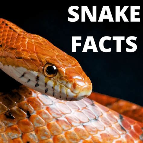 9 Fascinating Snake Facts - Petrapedia