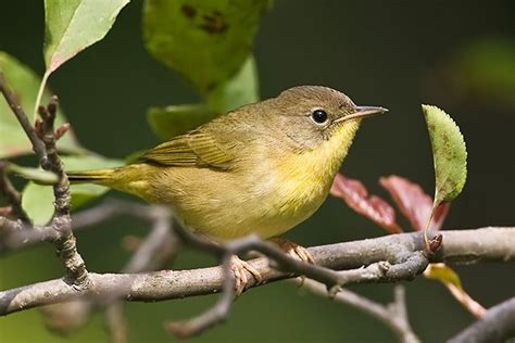 Common Yellowthroat (female) | Beautiful birds, Identifying birds, Animals